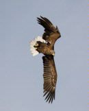 White Tailed Sea Eagle